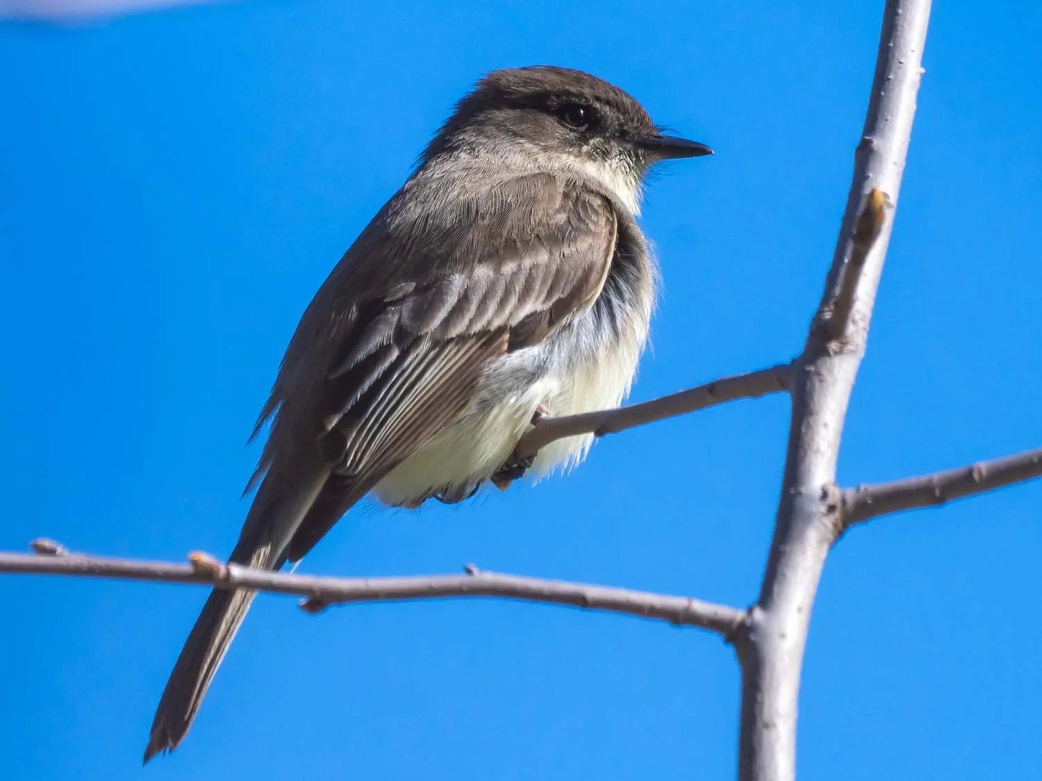 Eastern Phoebe — Susan Kirby
